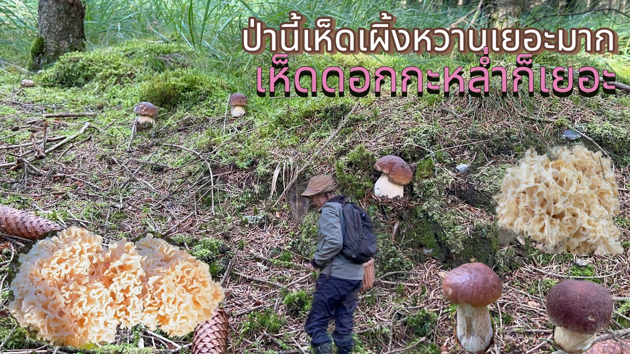 ป่านี้เห็ดเผิ้งหวานเยอะมาก # สุดยอดความหมาน # เจอเห็ดหาอยากหลายดอก .3/10/2025.