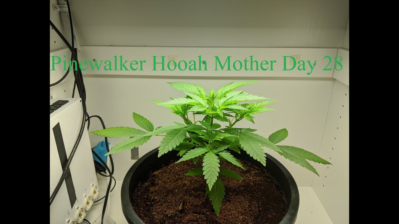 Pinewalker Hooah Mother Series Day 28