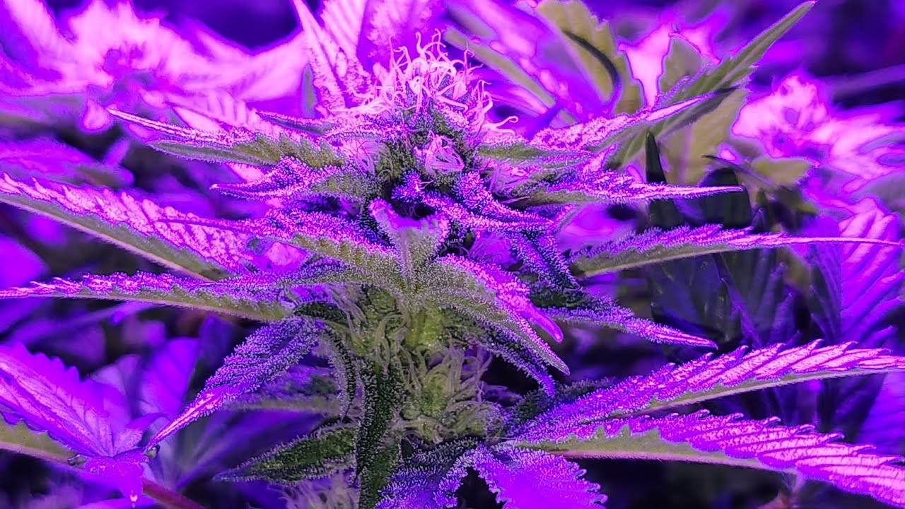 Skywalker OG at flower week 5 (day 29 / day 72 from seed) 🌱