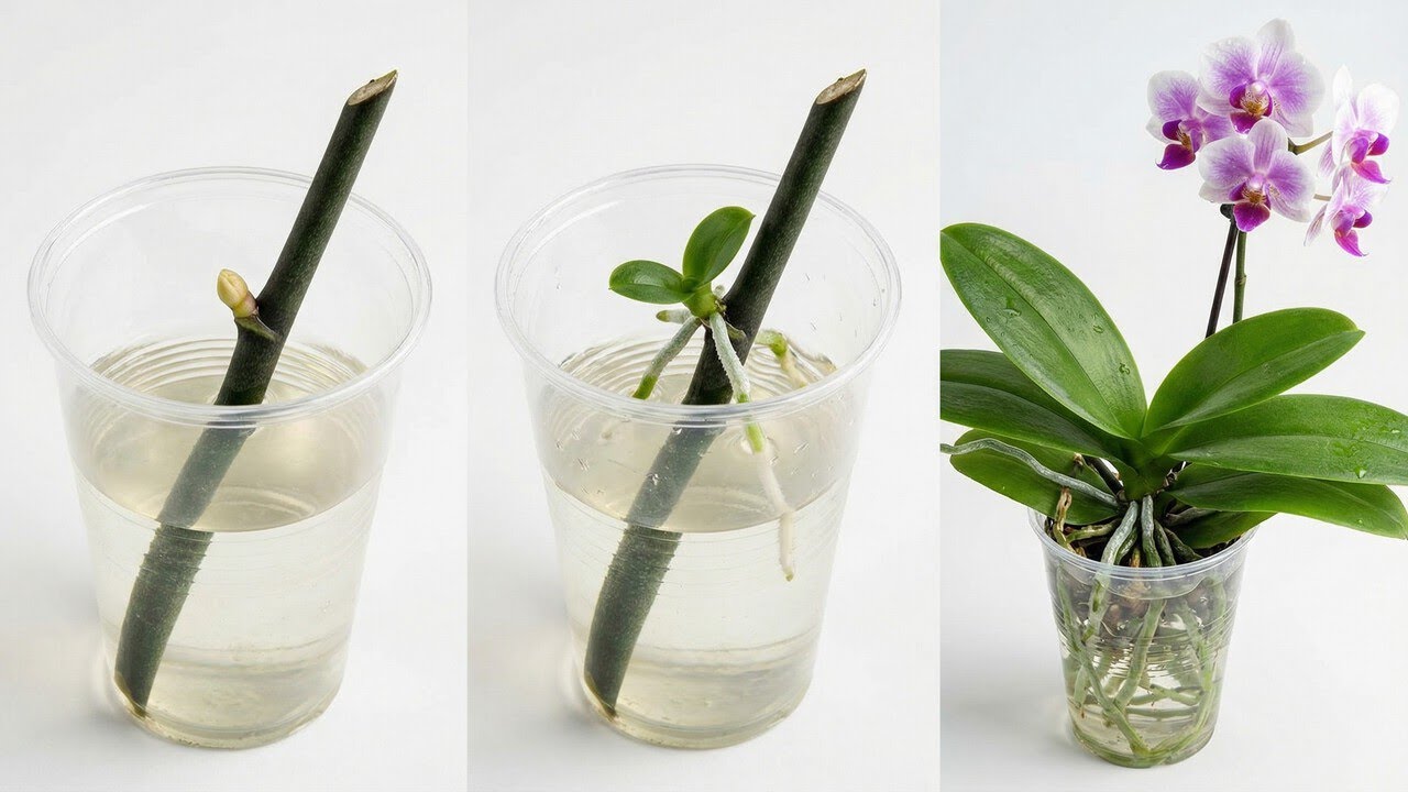 Detailed guide to orchid propagation at home | Simple