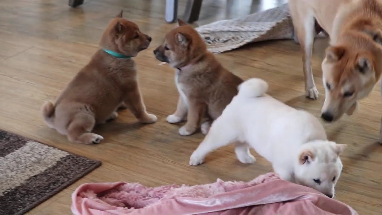 Shiba Inu Puppies For Sale