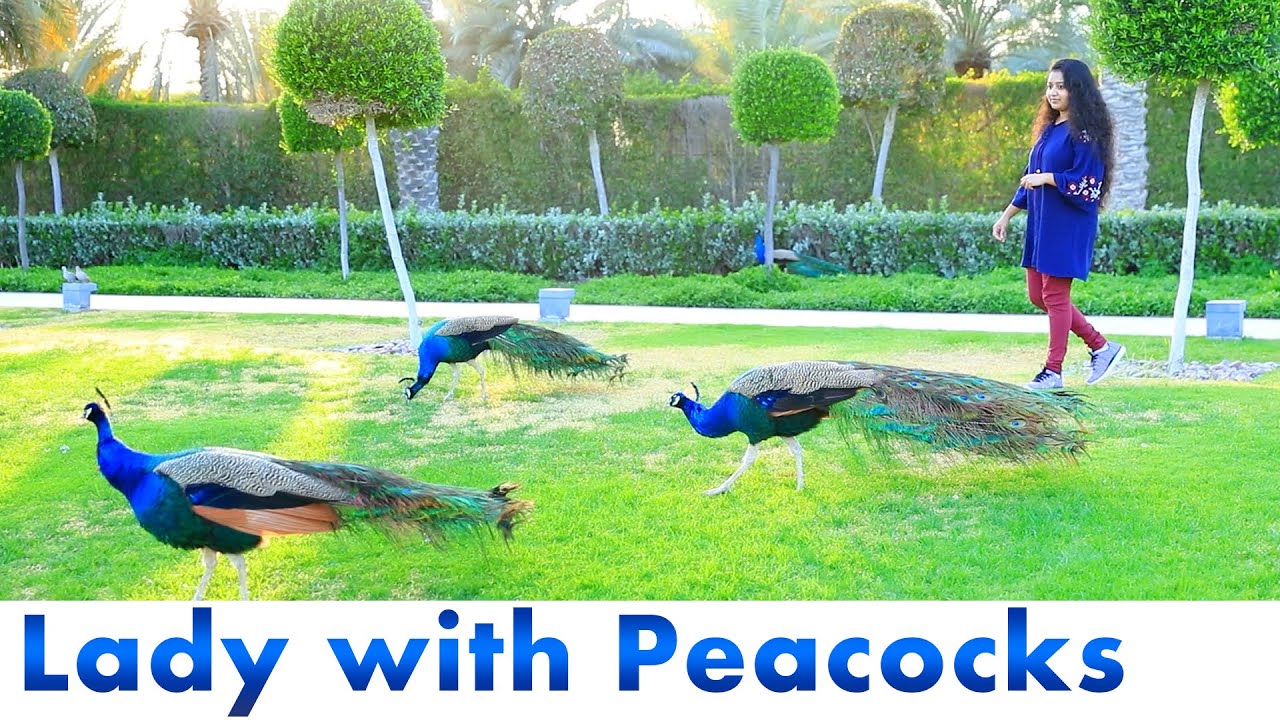 Peacocks in Dubai  Zabeel Palace  Dubai Attractions Zabeel Park Dubai 2021