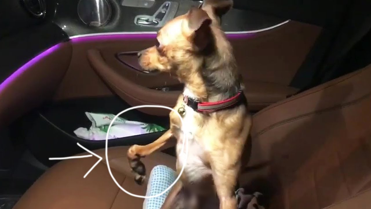 Even though he was safe in the car, he still looked around in fear, what happened to him
