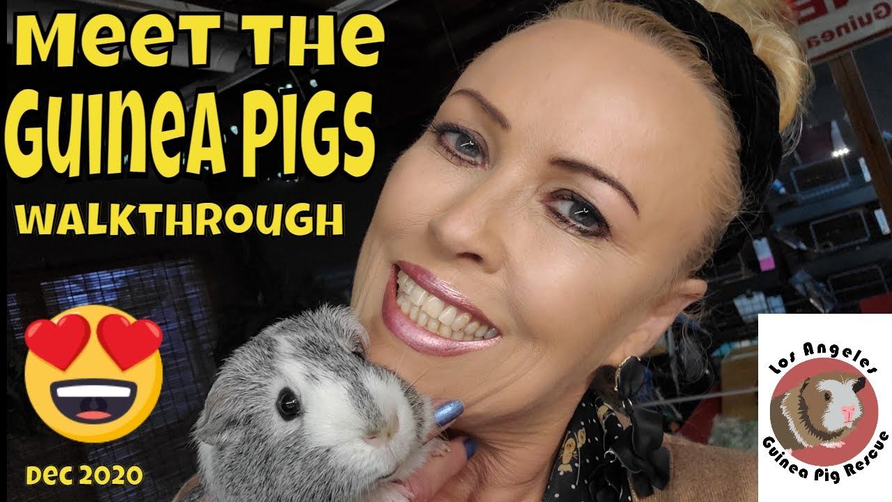 Meet the Guinea Pigs Walkthrough December 2020!