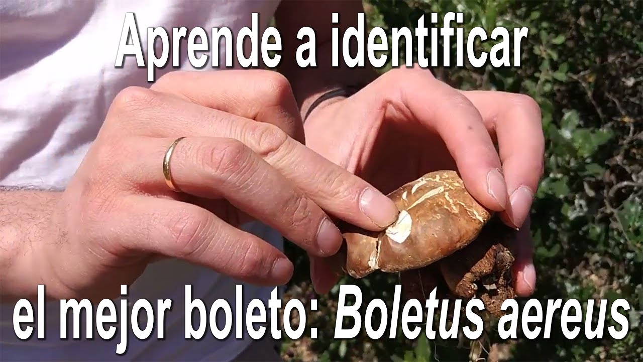 Boletus aereus. Identificaci&oacute;n. (Hongo negro, boleto).