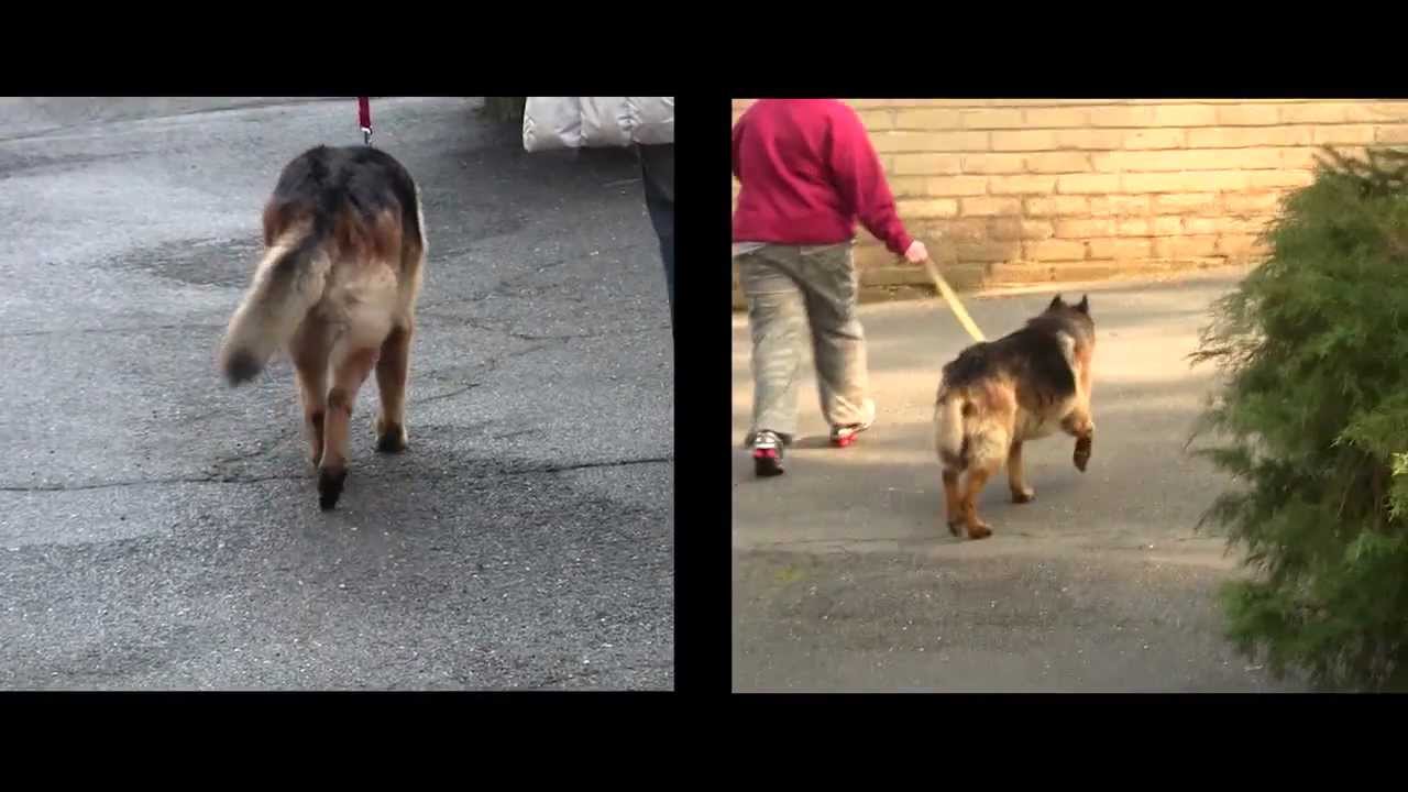 4 casi neurologici riguardanti cani - Cellule staminali del sangue