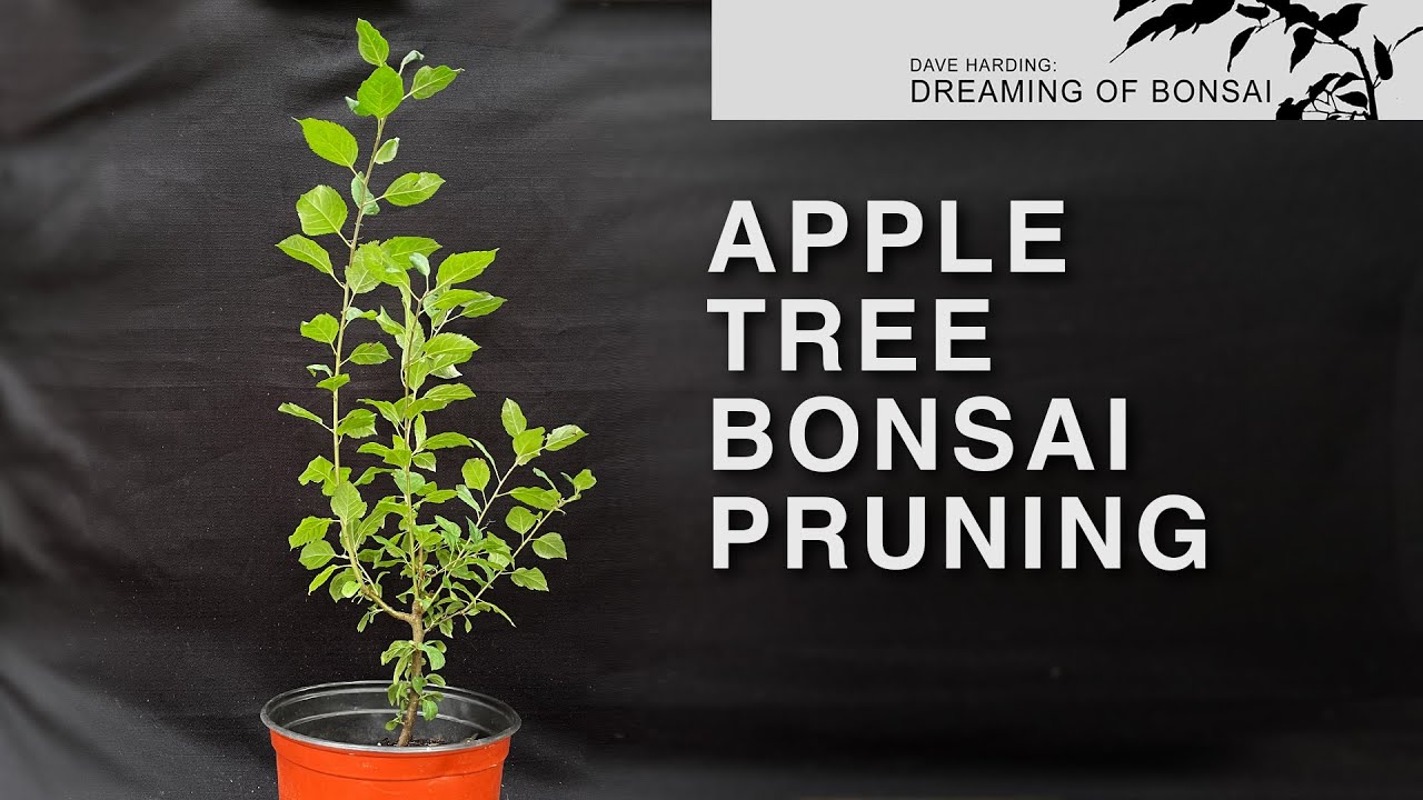 Apple Tree Bonsai Pruning, September 2023
