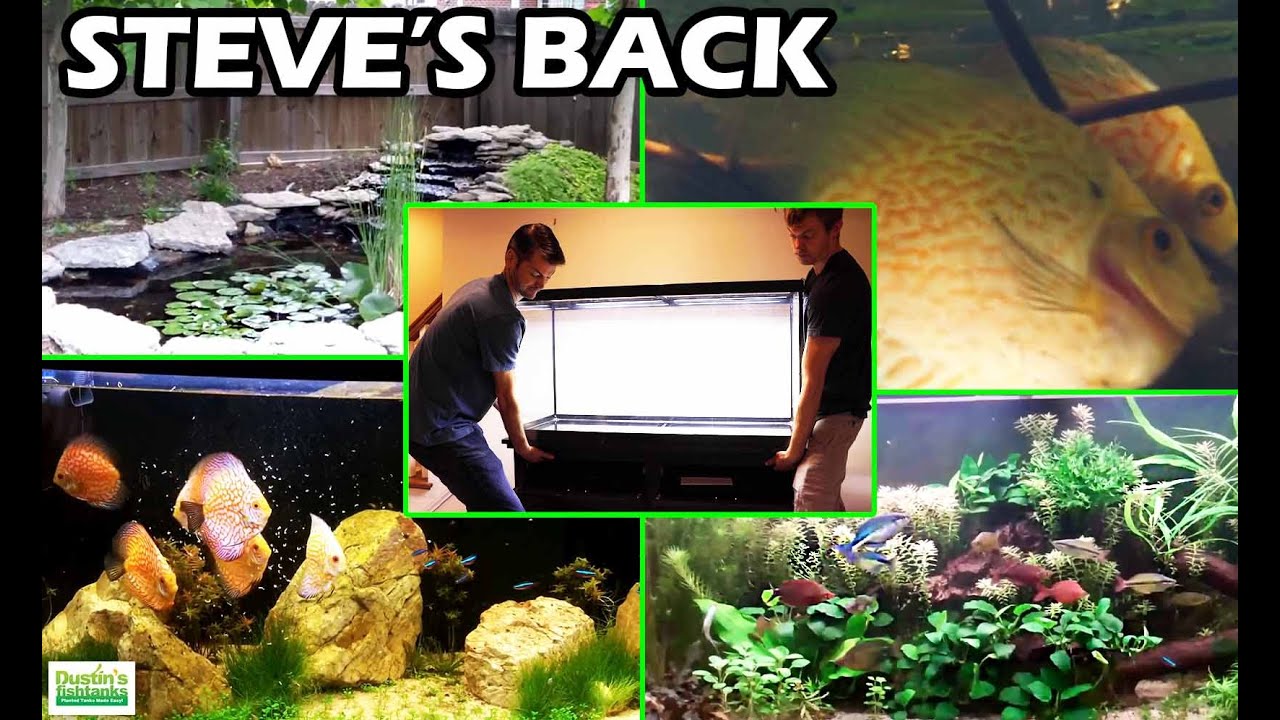 DISCUS FISH IN A POND?! with Steve: NEW and OLD Aquariums