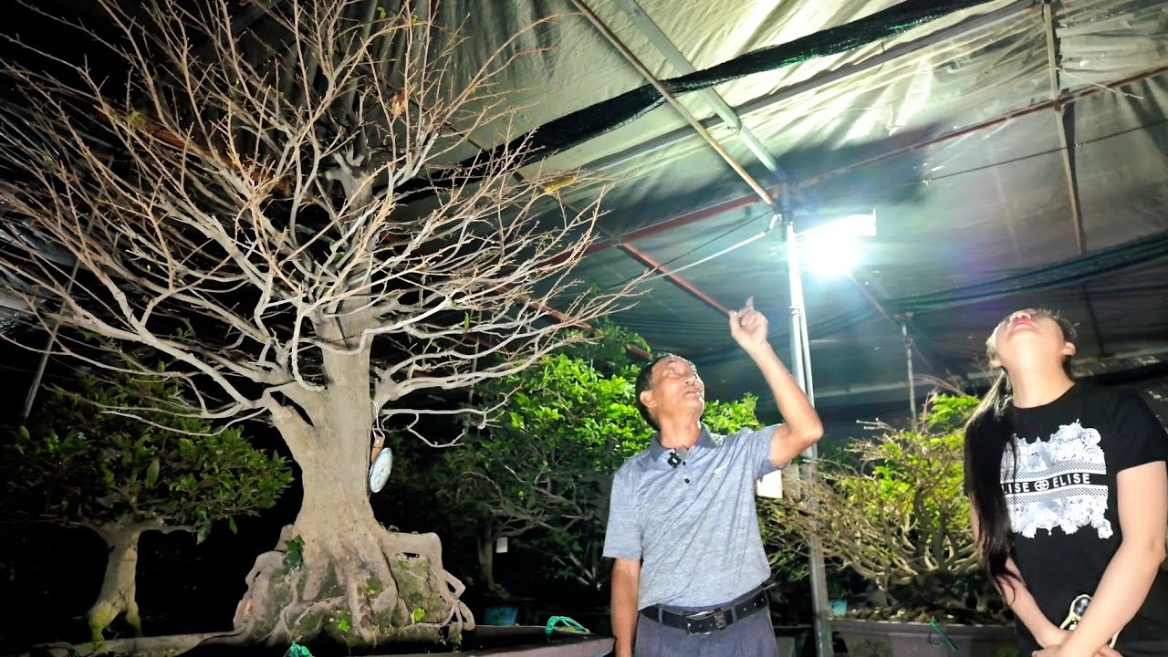 Cận cảnh nhà kín KHỔNG LỒ vườn mai Bá Thế hướng dẫn chăm mai ngày Tết để hạn chế rụng nụ ở Vũng Tàu