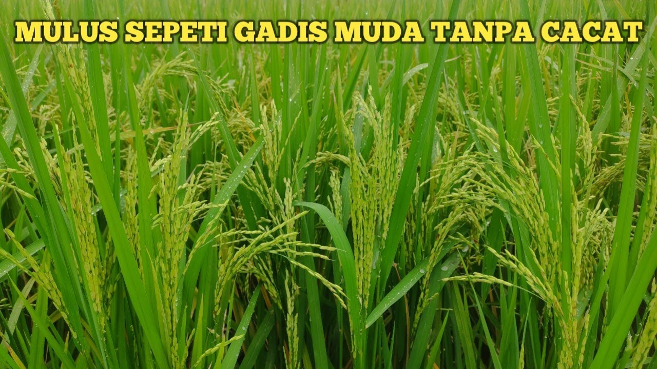 Akhirnya ketemu !! Cara mujarab menjaga padi bebas hama dan penyakit sampai panen.