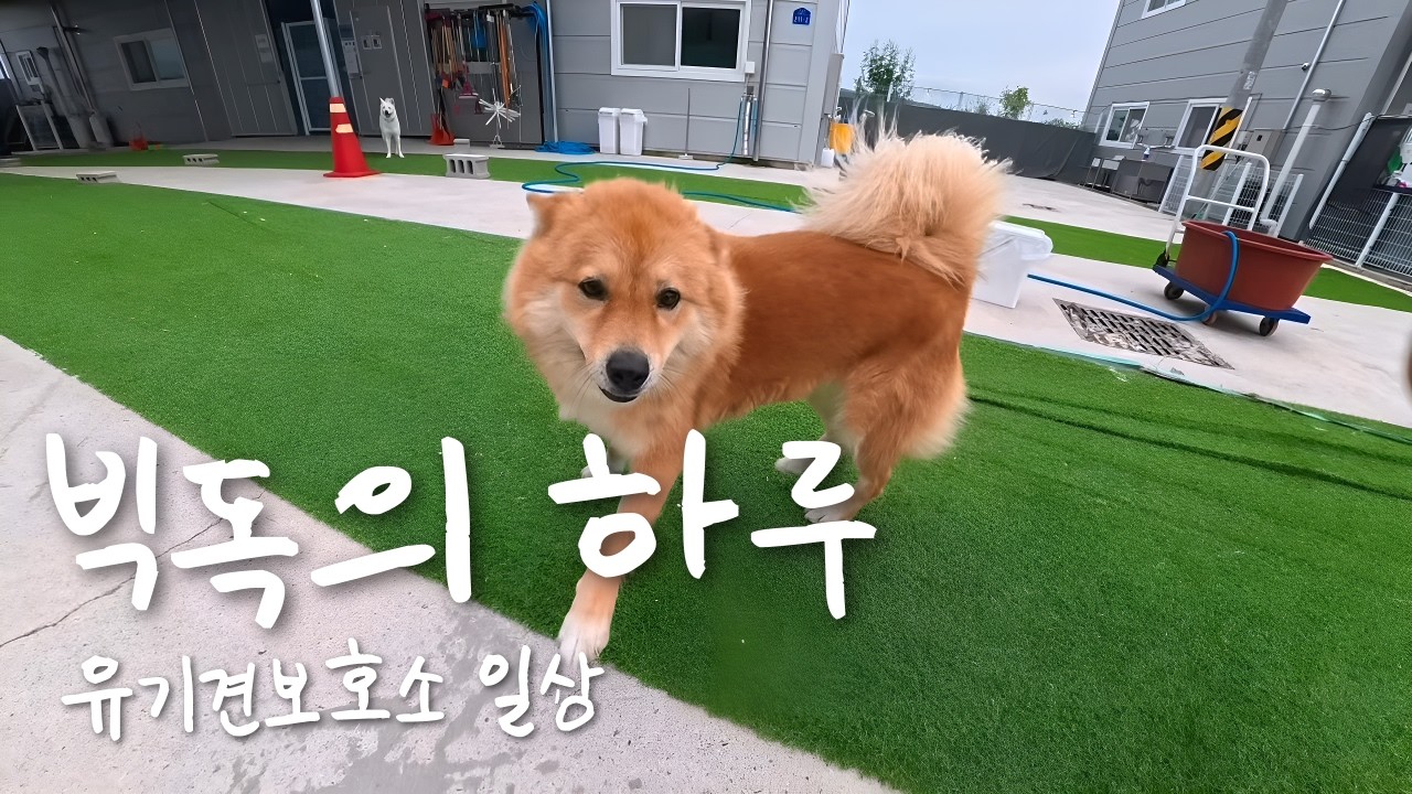 빅독의 하루 아이들과 함께한 유기견 보호소의 일상ㅣ파주유기견보호소 유기견보호소 빅독포레스트