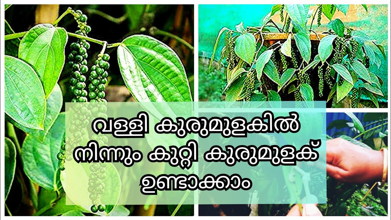 വള്ളി കുരുമുളകിൽ നിന്നും കുറ്റി കുരുമുളക് ഉണ്ടാക്കാം|bush pepper plant| കുറ്റി കുരുമുളക് കൃഷി|