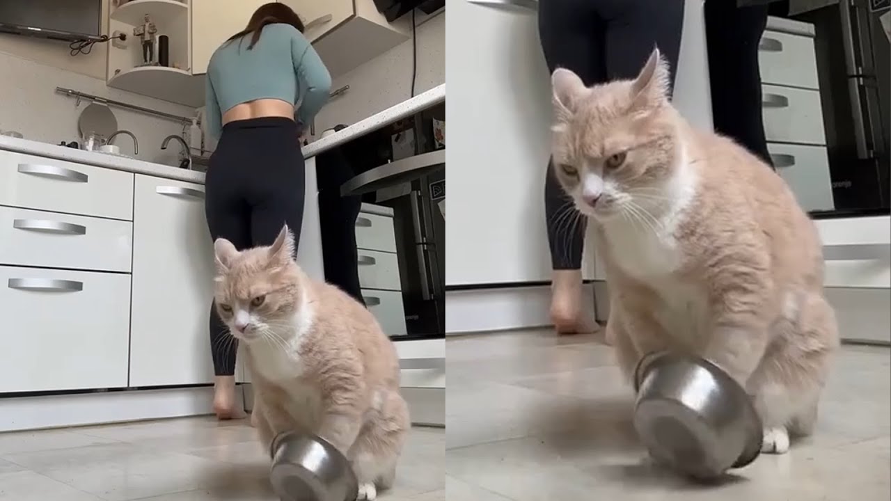 Кошки просто делают то, что у них получается лучше всего 🤣 Смешные видео с кошками 2025 🐱 Часть 41