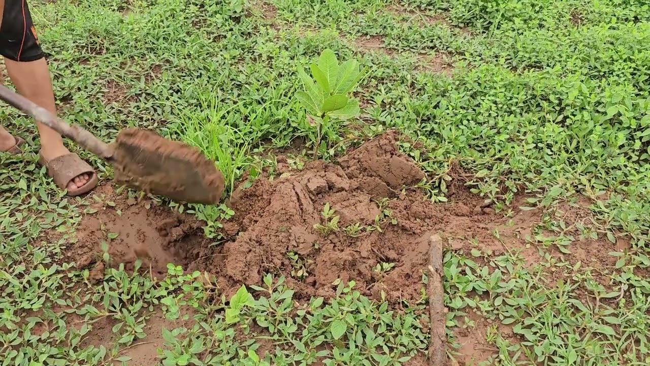 🌿 How to Plant a Tree 🌱 Simple Gardening Tutorial🌳 Tree Planting for Beginners 🌍 Easy Gardening