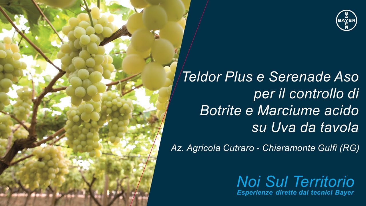 Noi Sul Territorio - Come controllare Botrite e Marciume acido su Uva da tavola