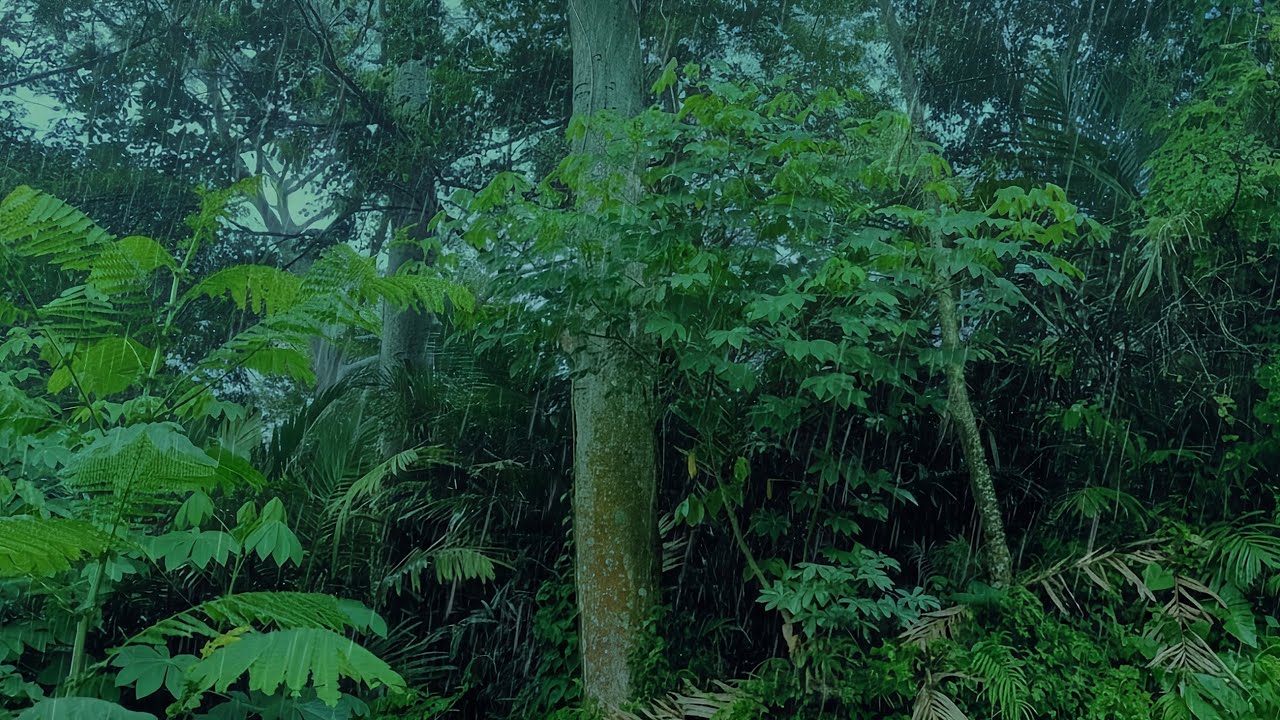 Rainforest Rain Sounds for Deep Sleep 🌧️ Calm White Noise for Relaxing & Focus (10 Hours)