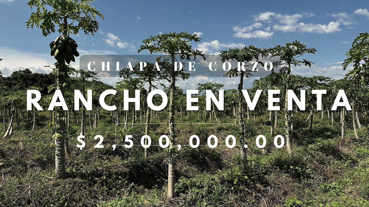Rancho Productor de Papaya 🌴 en Venta, 📍Chiapa de Corzo, Chiapas.