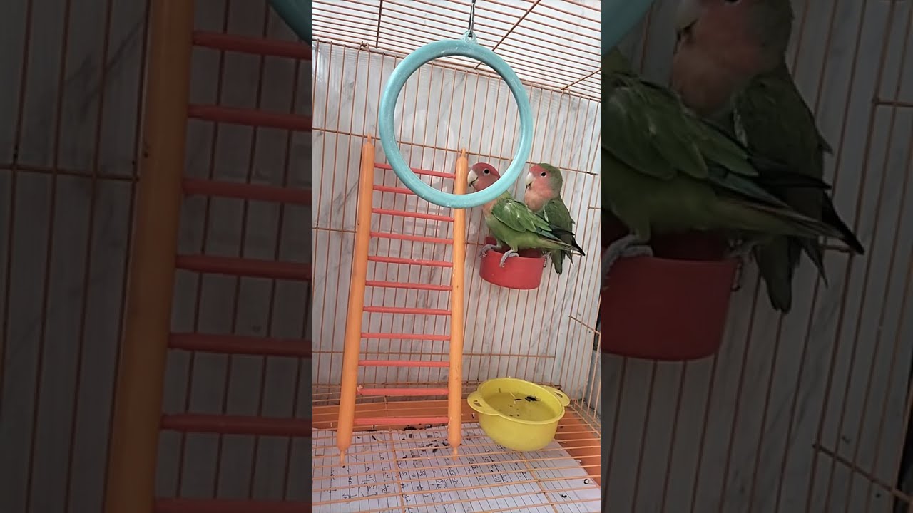 African Love Birds🐥 is live!
