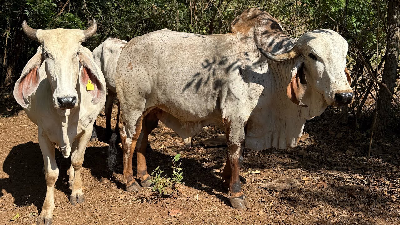 😱🐄Se le está llegando el día a la estrella y al tesoro miren como anda 😱🐄