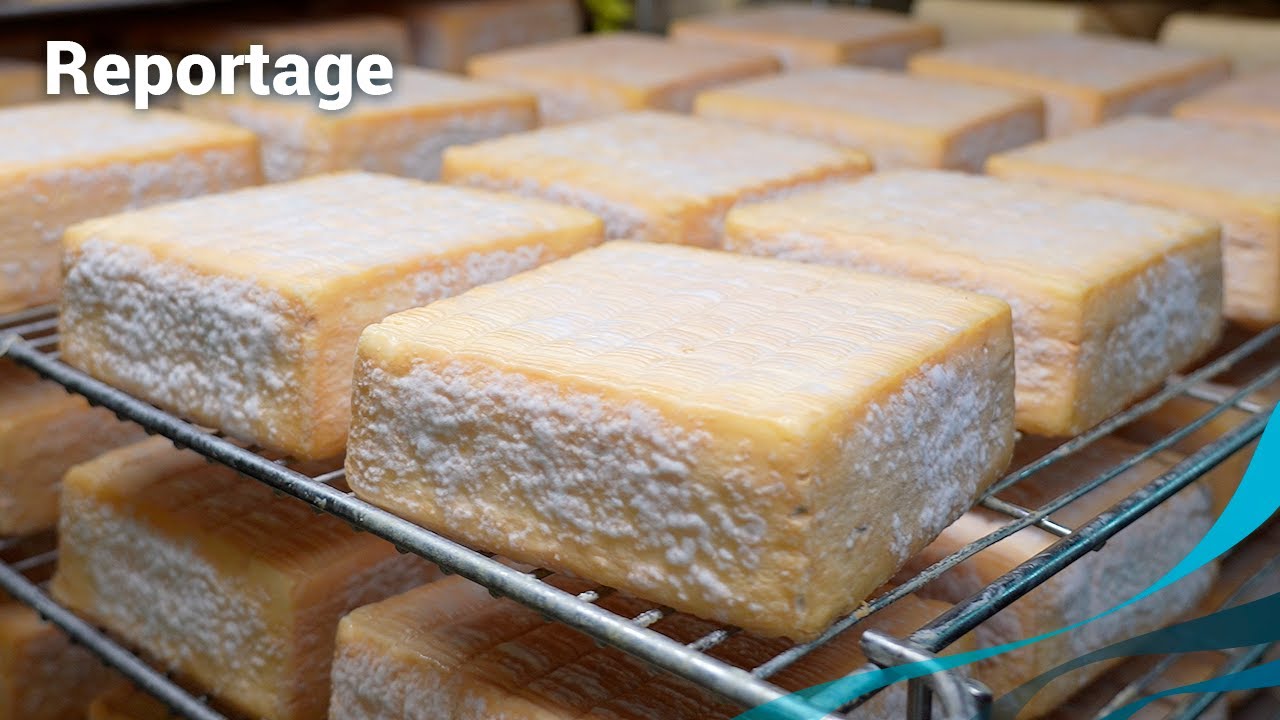 Le maroilles, fromage préféré des Français