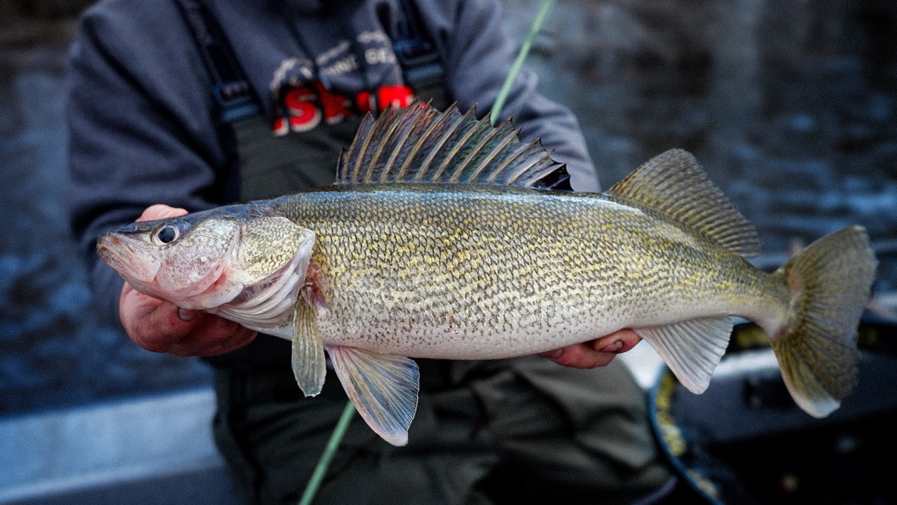 Spring River Tips & Techniques to catch more Walleye!