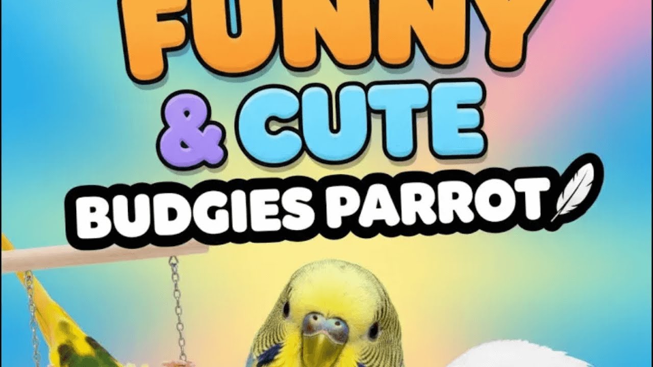 “🌈🐦 Hilarious & Cute Budgies Parrots Clips – Must Watch! 🎉”