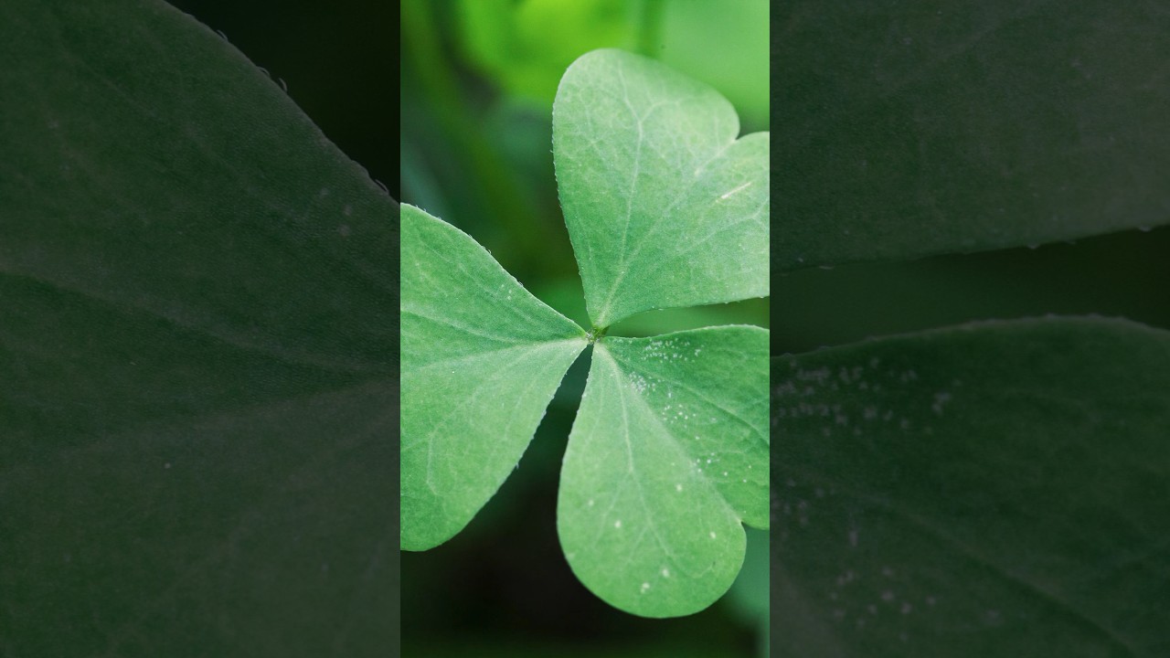 Shamrock: Symbolism and Care Tips #shorts #shamrock #plants @Plants-World