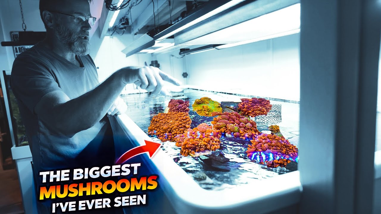 I Walked Into His Basement and Found a Coral Lab 😳 | EIGHT Fish Tanks