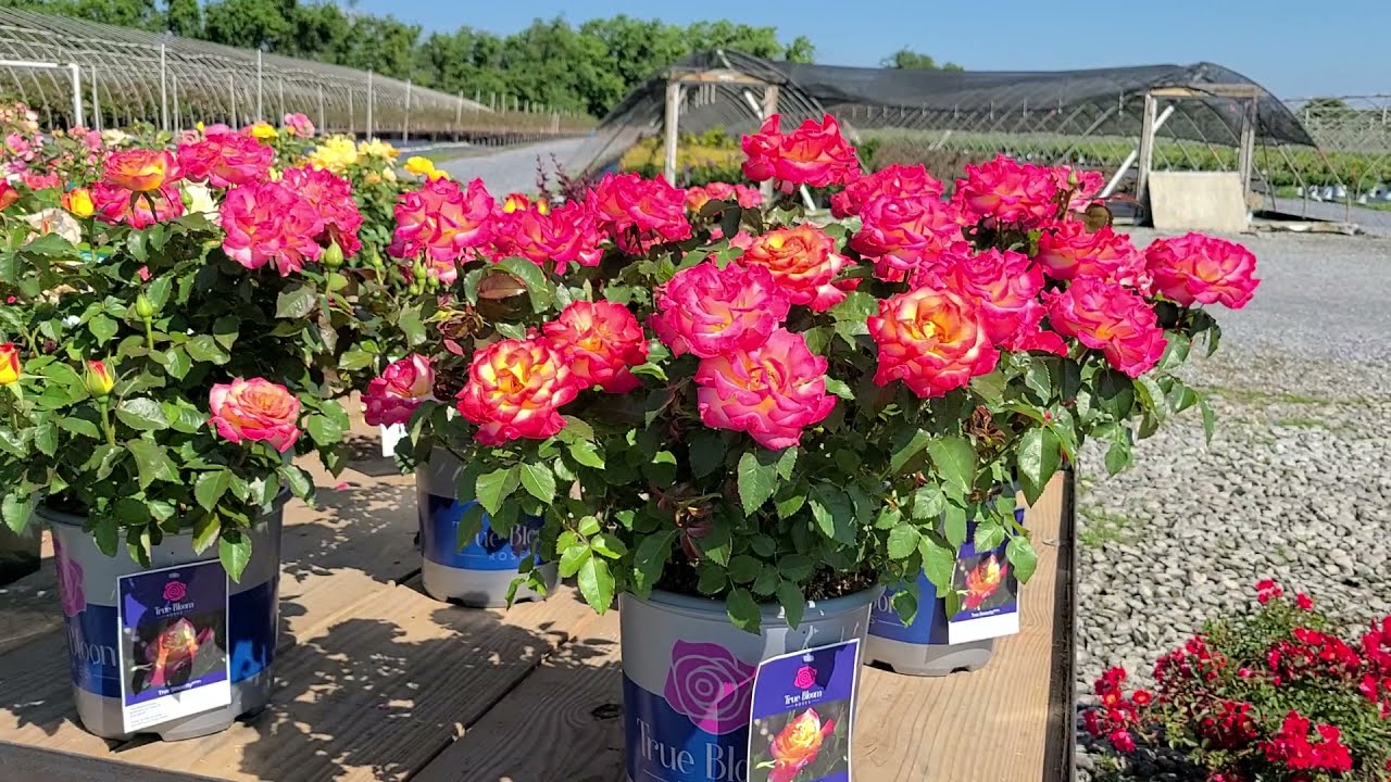 Rose True Bloom™ True Sincerity / OUTSTANDING Free-flowering, Compact & Bushy Multi-colored Rose