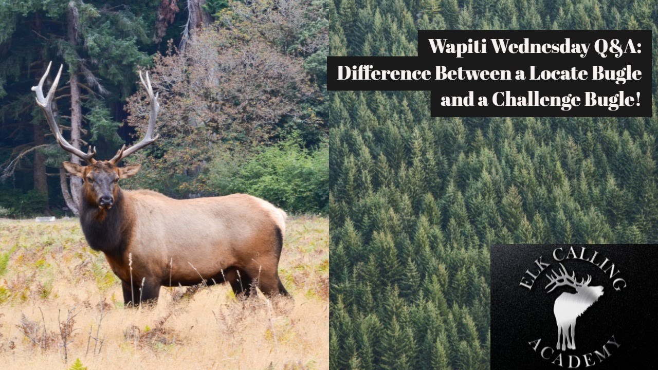 В чём разница между «Locate» и «Challenges»? | Вопросы и ответы Wapiti Wednesday — Эпизод 16