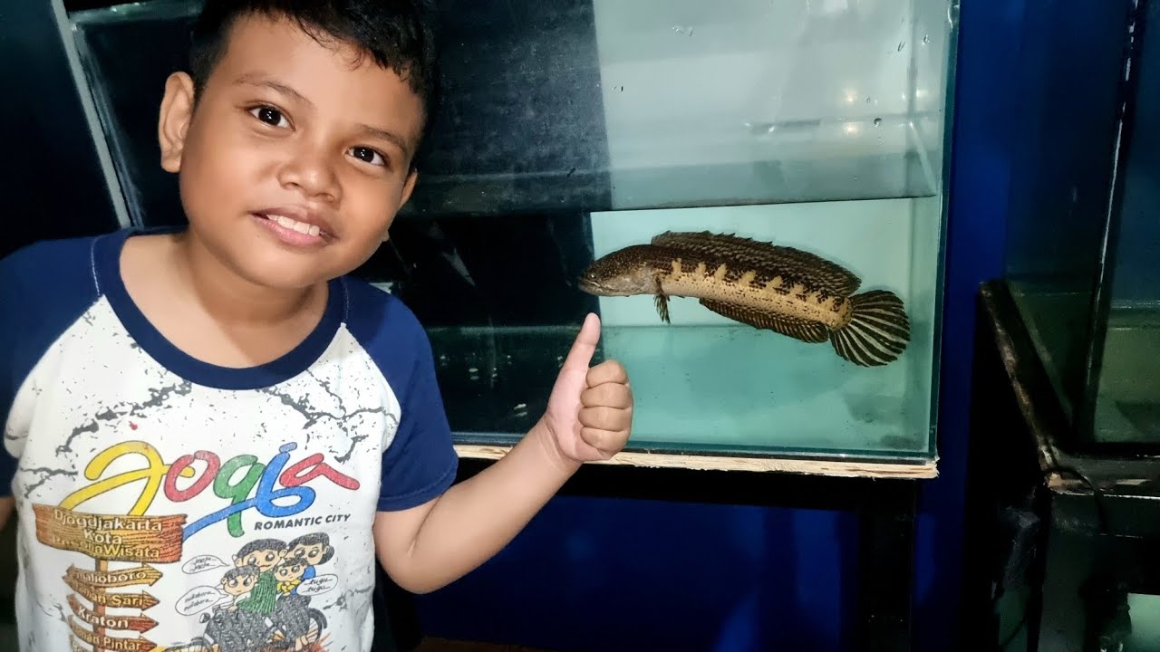Zefa Takut Kodok 🤣 Beri Makan Channa Auranti