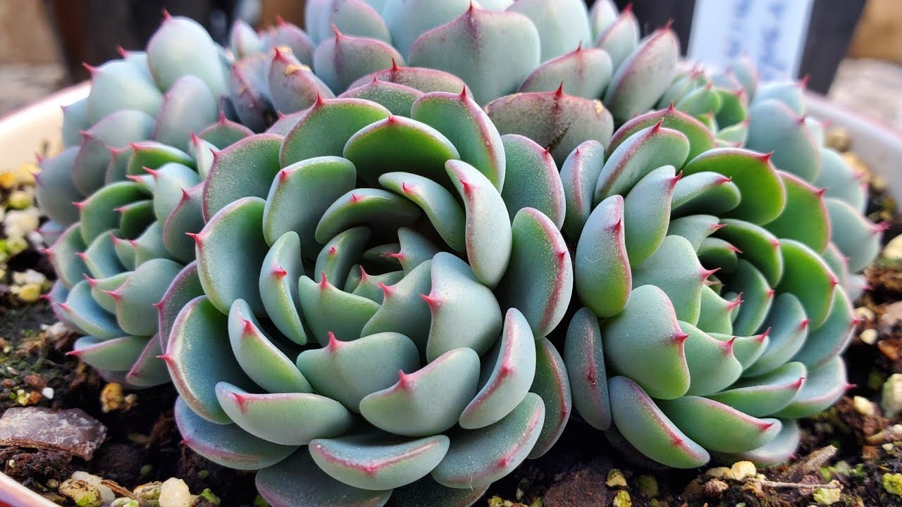 Echeveria minima | CUIDADOS BÁSICOS | Cómo cuidar la ECHEVERIA MINIMA/ te la recomiendo 🪴😉👌