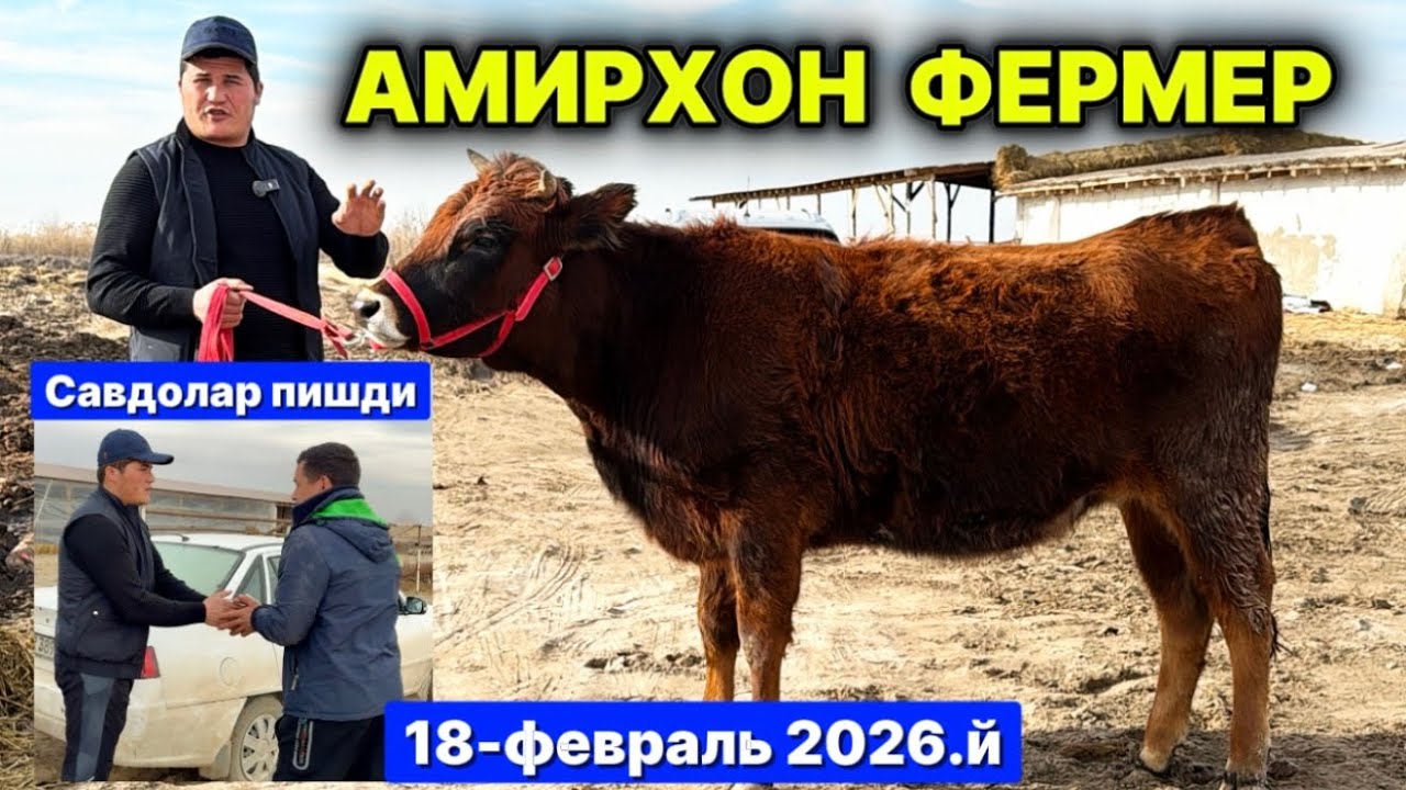 БЎҒОЗ СИГИРЛАР СОТИЛАДИ АМИРХОН ФЕРМЕР ХОНҚА 18-февраля 2026 г.