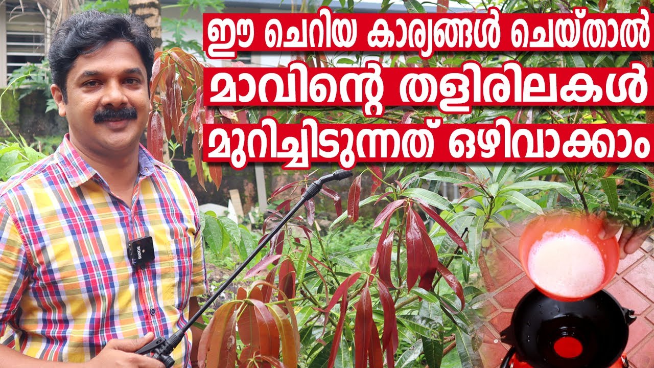 മാവിൻറെ ഇലകൾ മുറിച്ചിടുന്നത് പൂർണ്ണമായും തടയാൻ ഈകാര്യങ്ങൾ ചെയ്തുനോക്കിയാൽ മതി | Mango leaf cutting