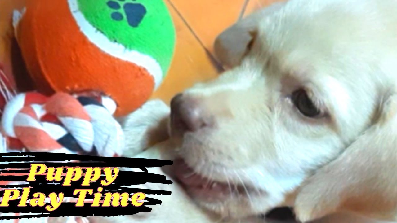 Puppy Play Time | Crazy Max The Labrador Forever