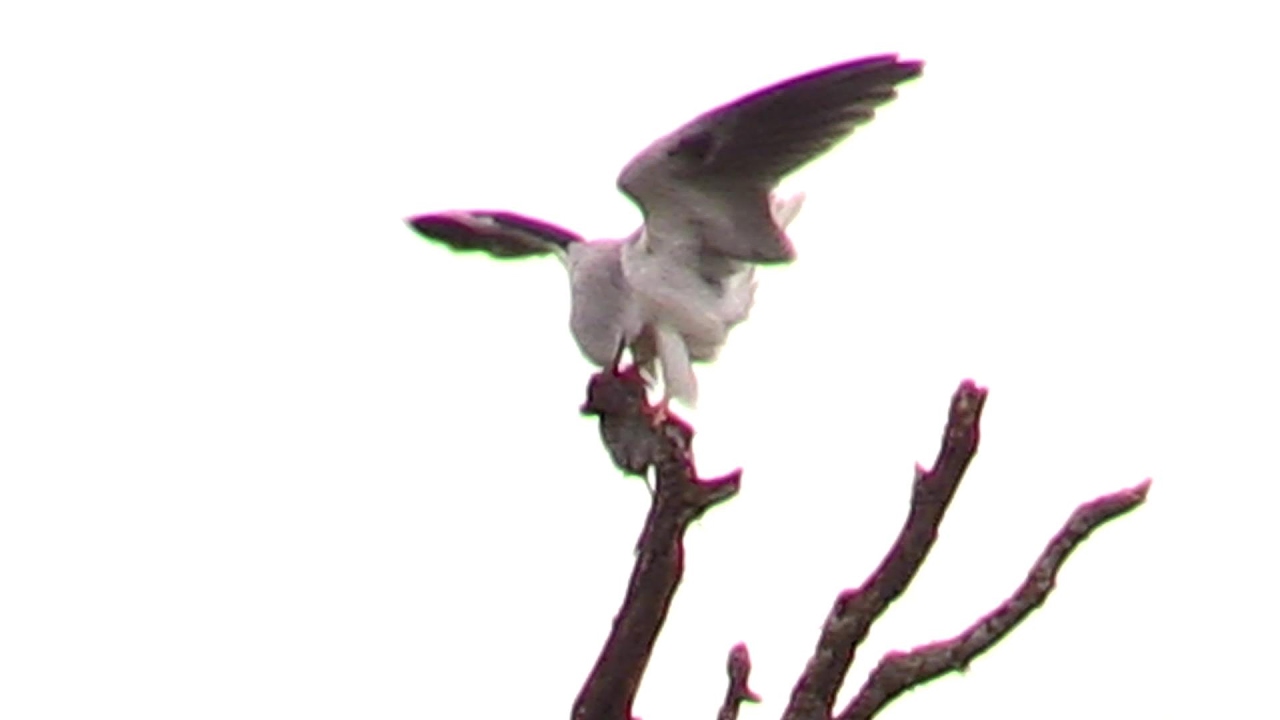 White Tailed  Kite Hunt & Kill