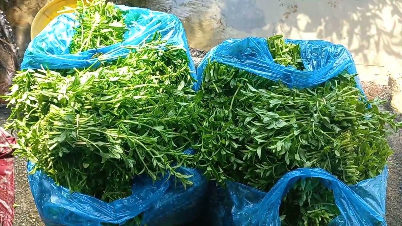 TRỒNG RAU NGỔ (NGÒ ÔM) 