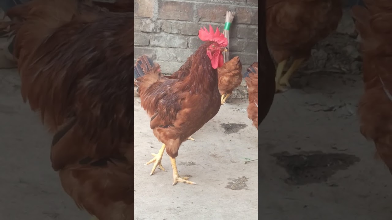 Rir Murga #chicken