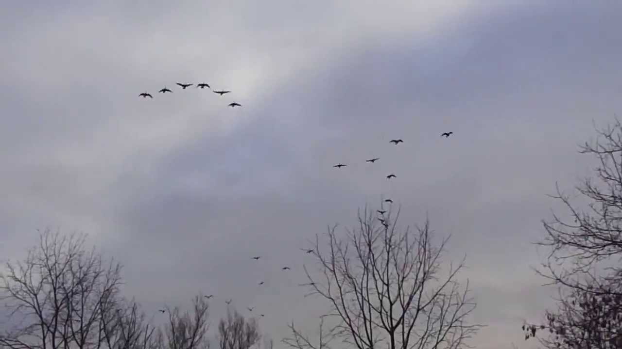 Canadian Geese Heading South