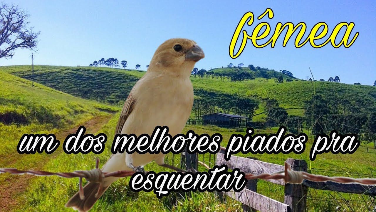 fêmea de golinha chamando para esquentar e macheando