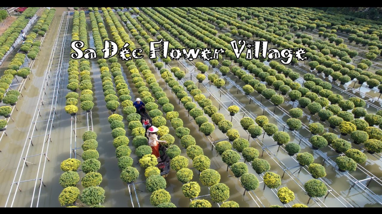 Sa Dec Flower Village: Blossoming Heart of the Mekong Delta