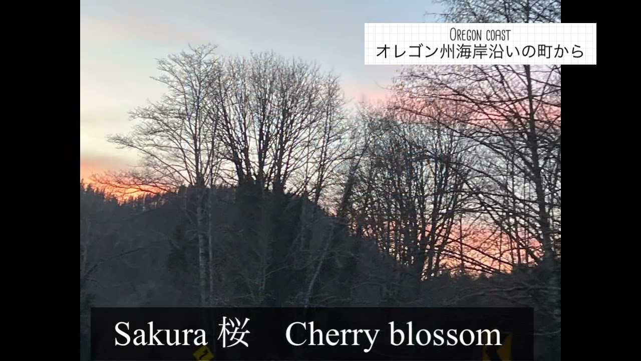 Sakura 🌸桜　/Aloha Your home Piano /Oregon アロハ　お宅のピアノ🎹オレゴン