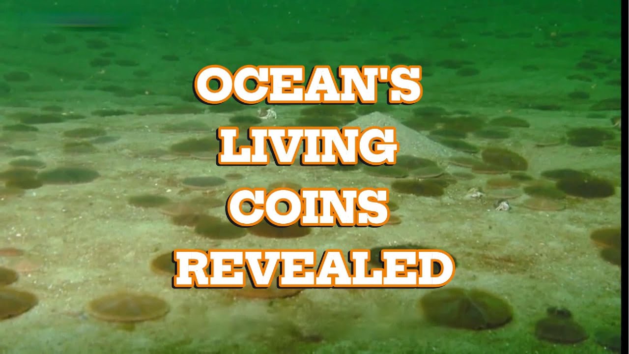 SAND DOLLARS: The Living Coins of the Ocean Floor Revealed!