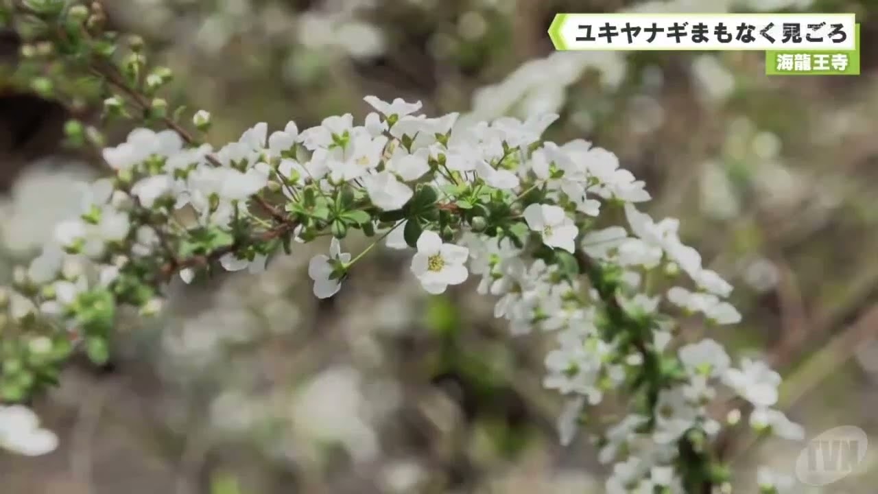海龍王寺　ユキヤナギまもなく見ごろ