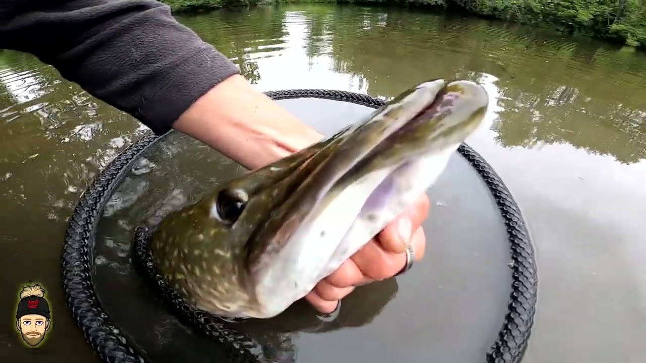 Brochet MONSTRE dans cette petite rivière de Vendée !