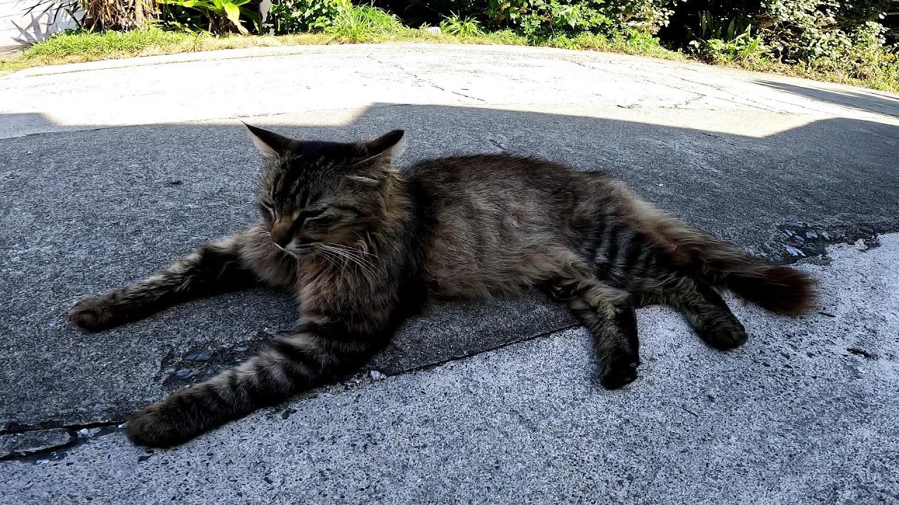 リラックスできる音楽と猫。睡眠音楽。やっぱり猫が好き。野良猫の日常