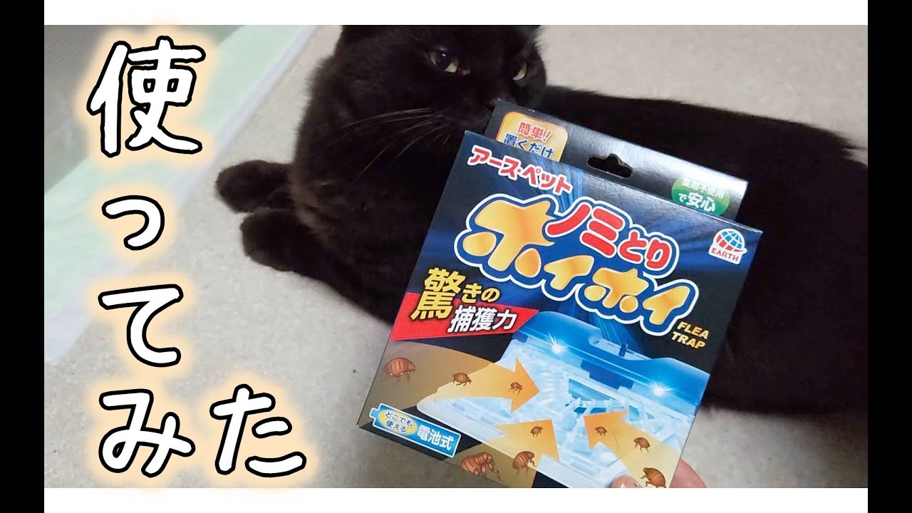 【開封動画】ノミとりホイホイ使ってみた！【猫動画、検証】