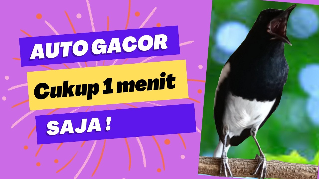 TERAPI SUARA KACER NGEPLONG INI AMPUH BIKIN KACER BAHAN LANGSUNG NYAUT !