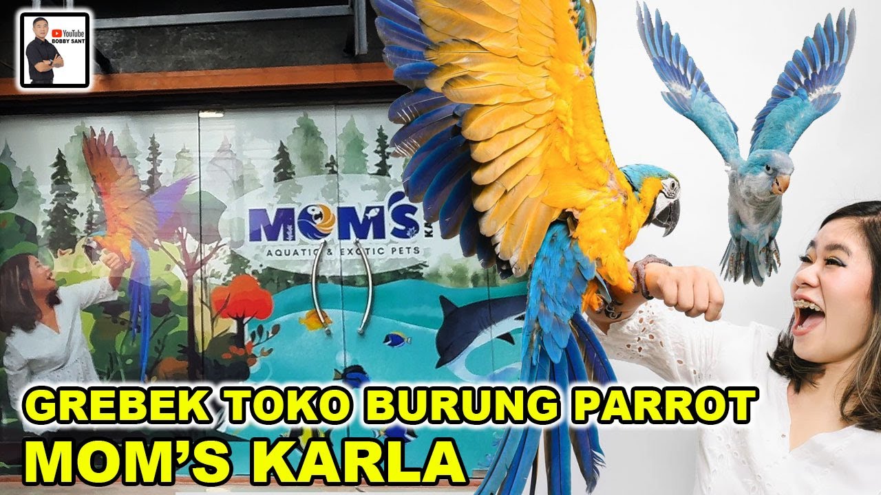 Grebek Toko Burung Parrot Mom's Karla