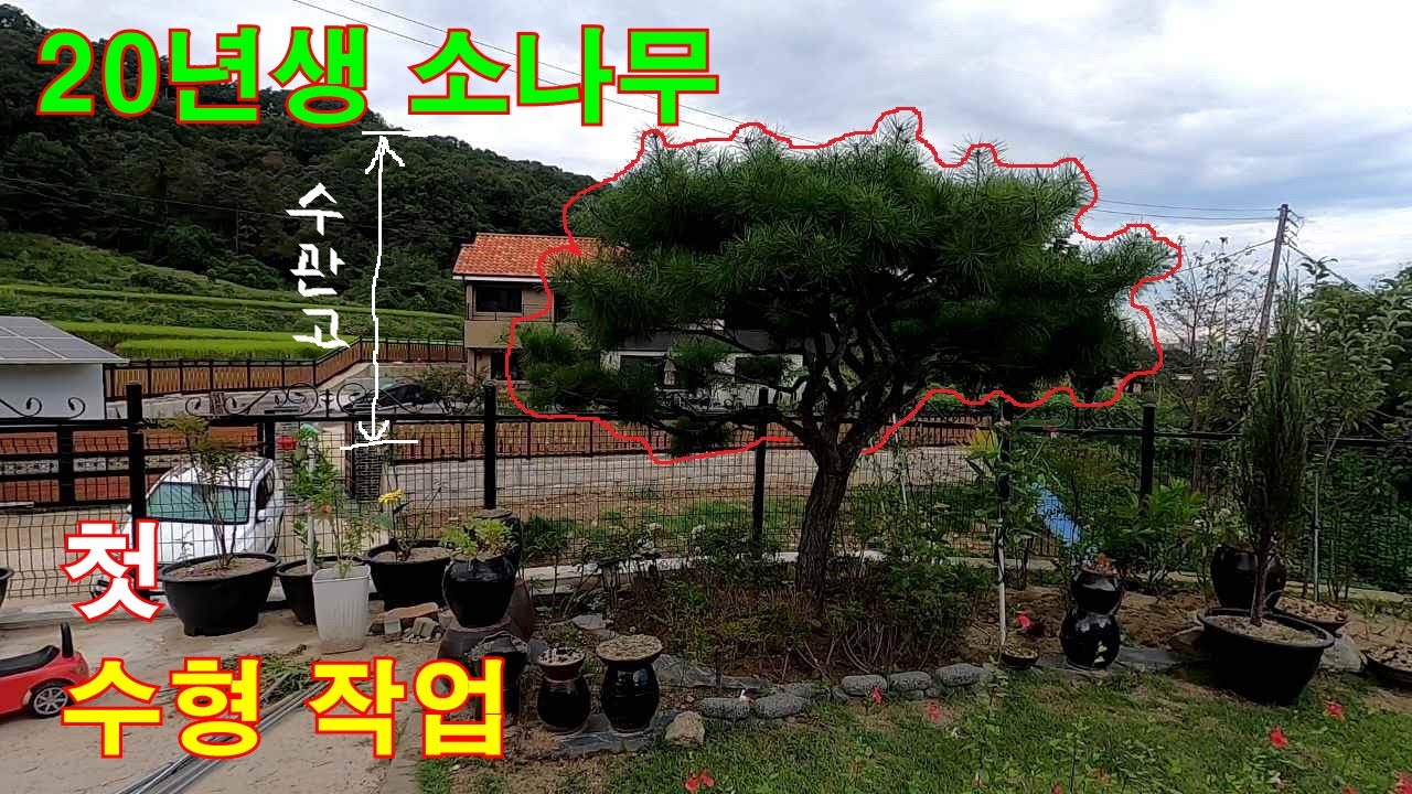 평평한 정원소나무 첫 수형만들기   #소나무개작 #정원소나무 #소나무관리 #소나무전지 #정원관리 